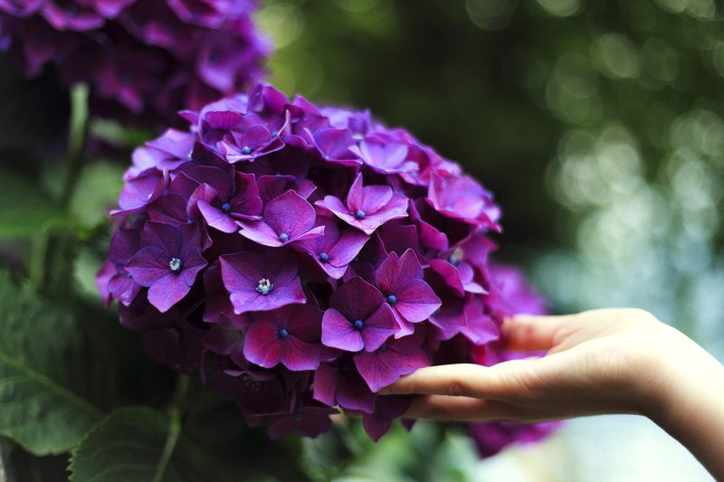 Eine Hand berührt eine Hortensienblüte