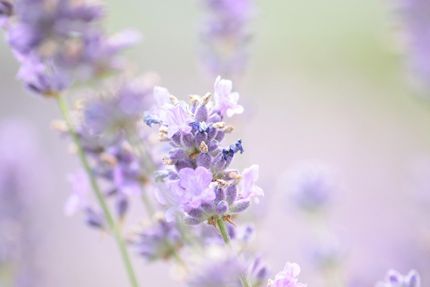 Großaufnahme von Lavendelblüten