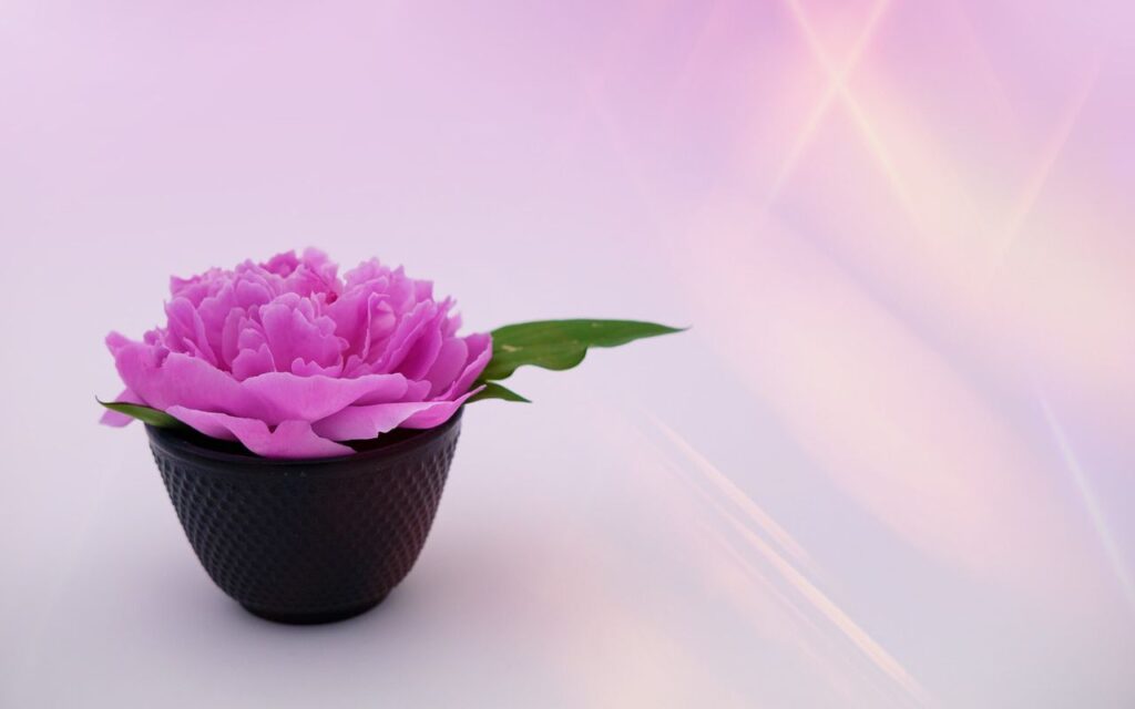 Eine pinkfarbene Blüte in einer Schale vor einem rosafarbenen Hintergrund mit Lichtreflexen