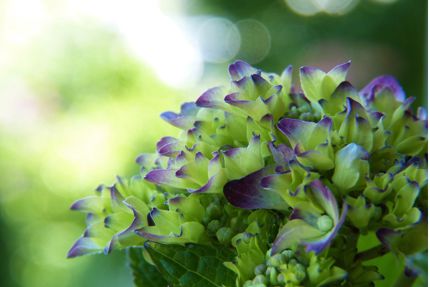 eine Hortensienblüte